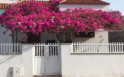 Blomsterprakt på Gran Canaria
